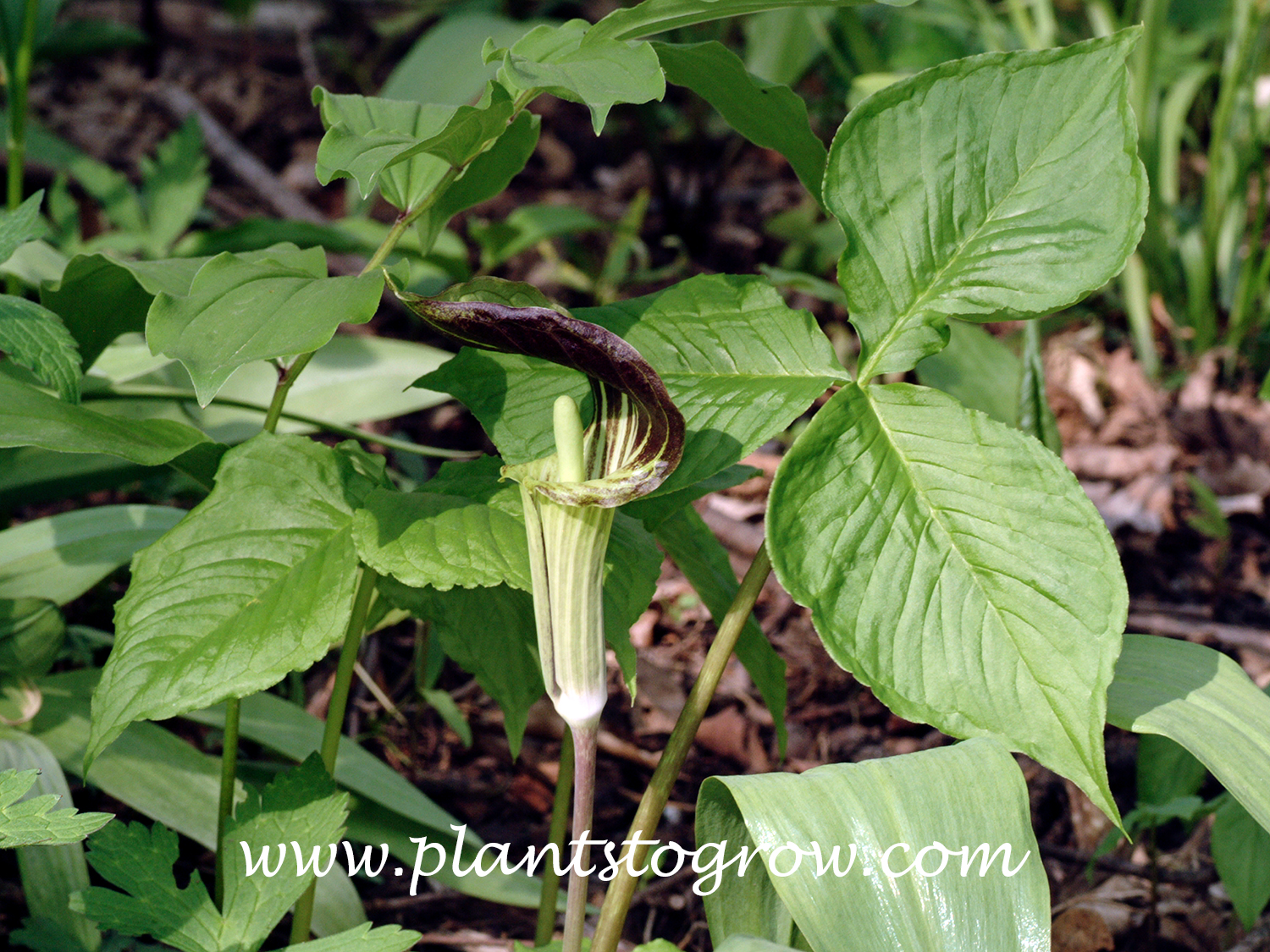 Jack-in-the-pulpit (Arisaema triphyllum)
The leaves to the right illustrate triphyllum.